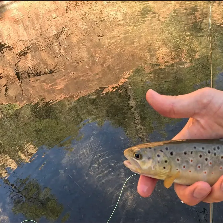 Brown trout caught on Fishbrain