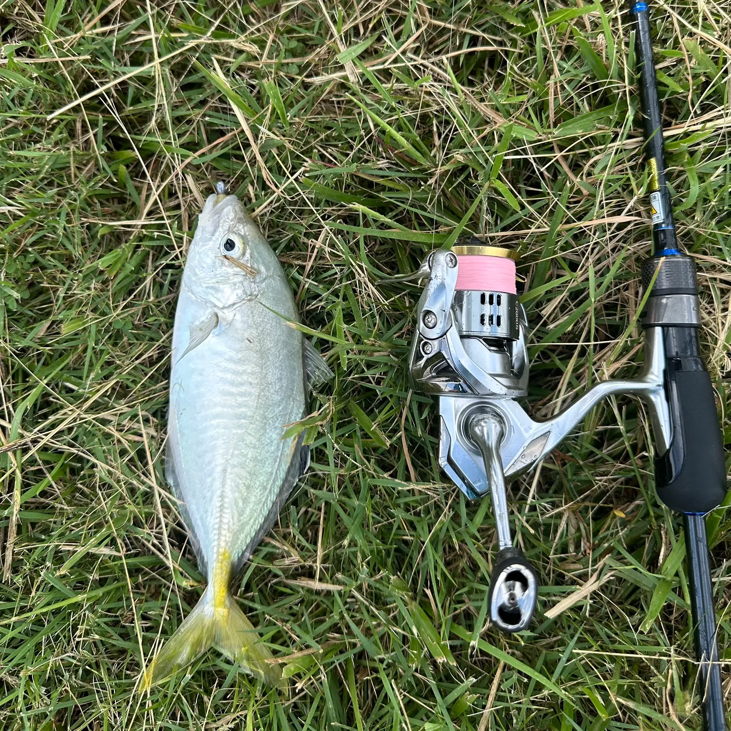 The most recent Blackfin jack catches on Fishbrain