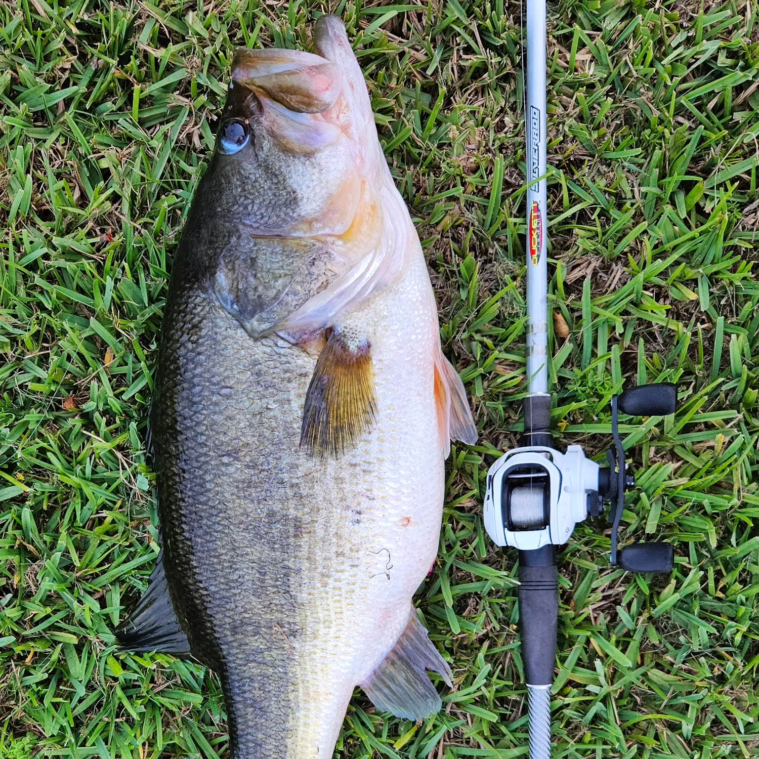 Fish caught on Fishbrain