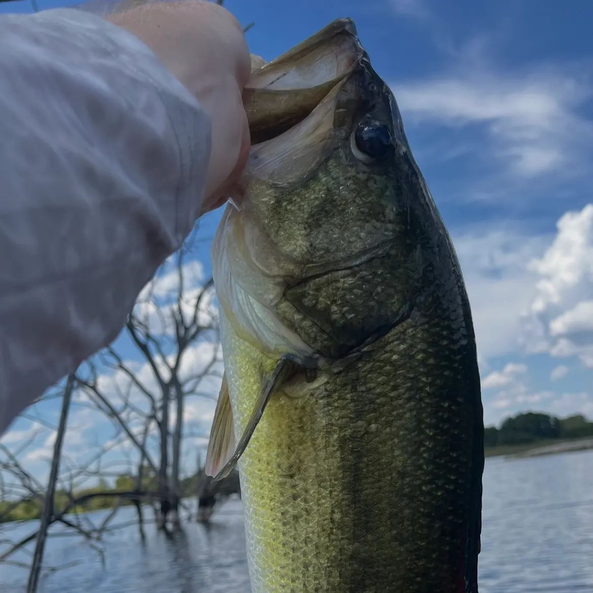 Largemouth bass caught on Fishbrain