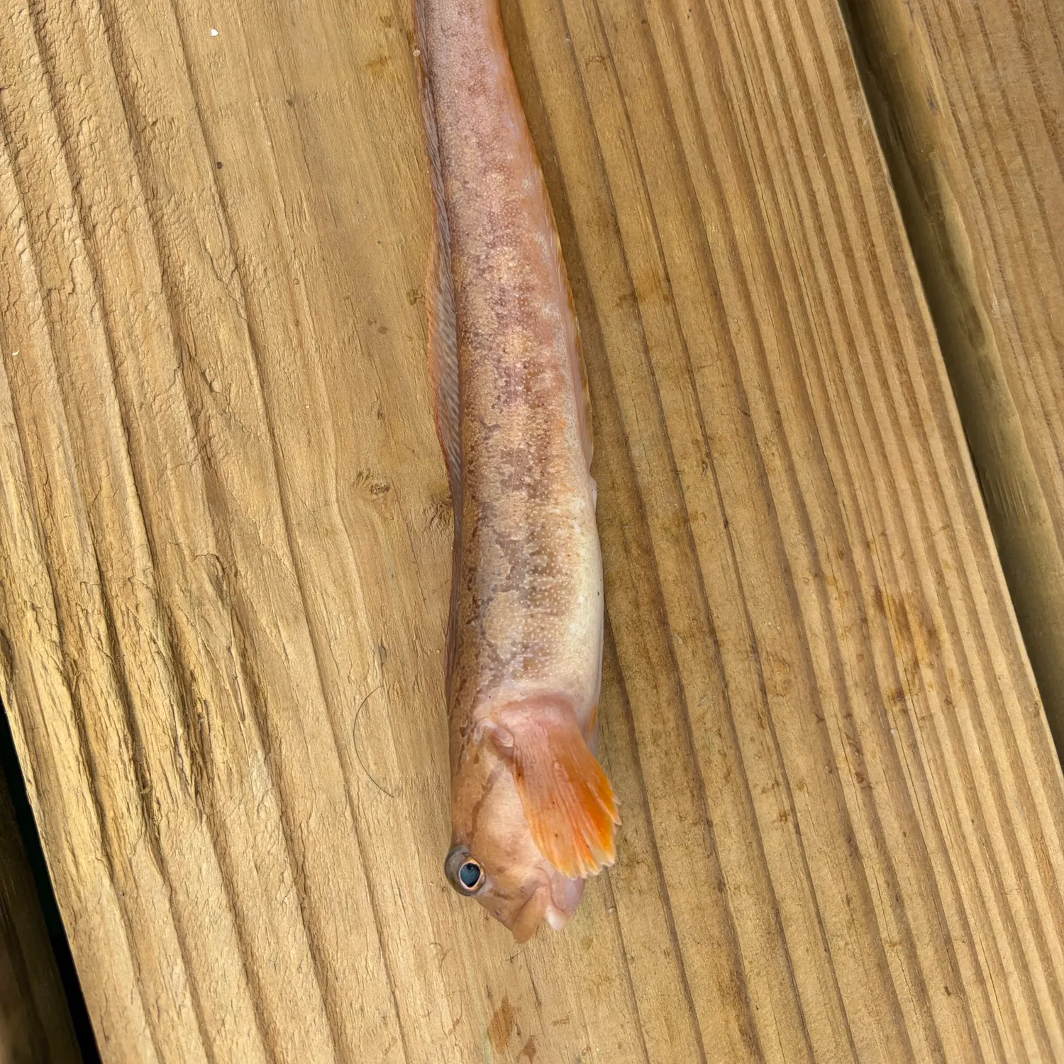 The most recent Ocean pout catches on Fishbrain