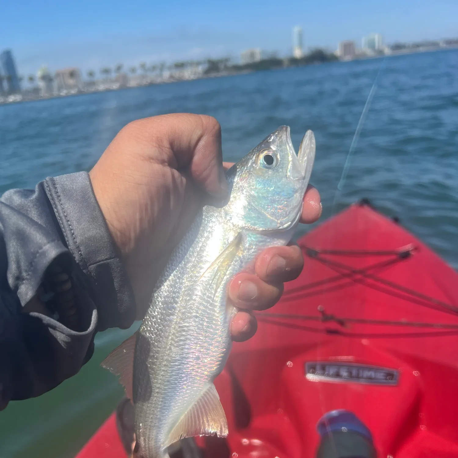 The most recent Queenfish catches on Fishbrain