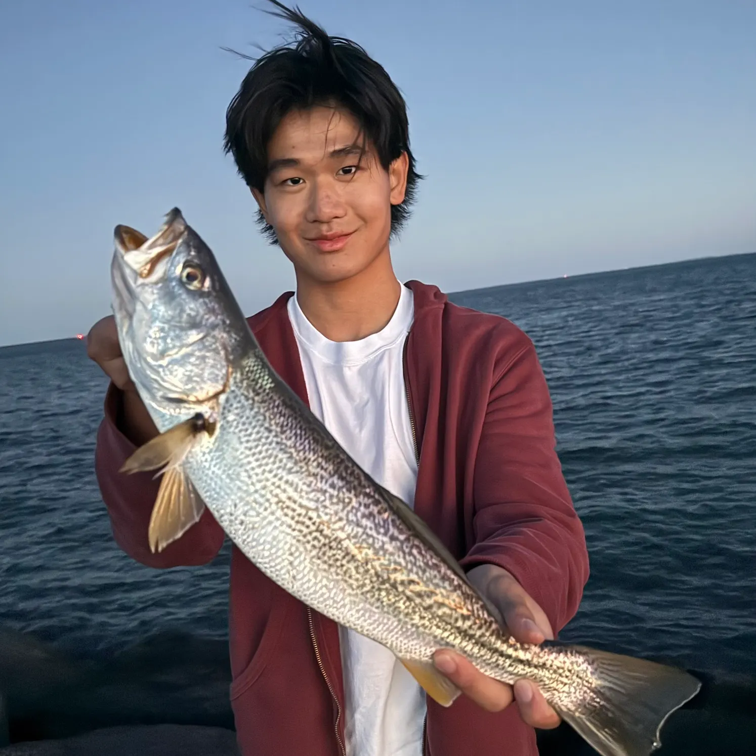 Gray weakfish caught on Fishbrain