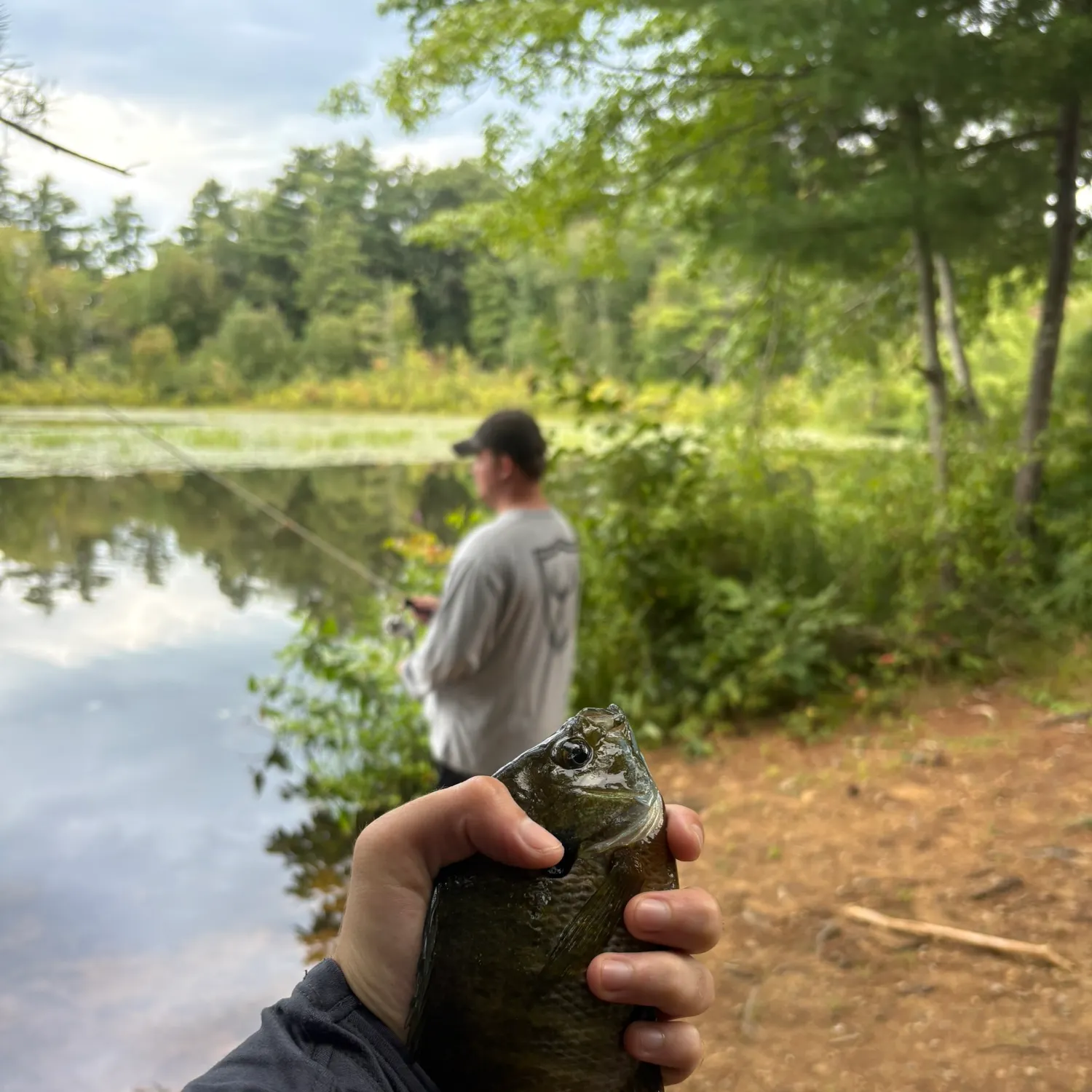 Bluegill caught on Fishbrain