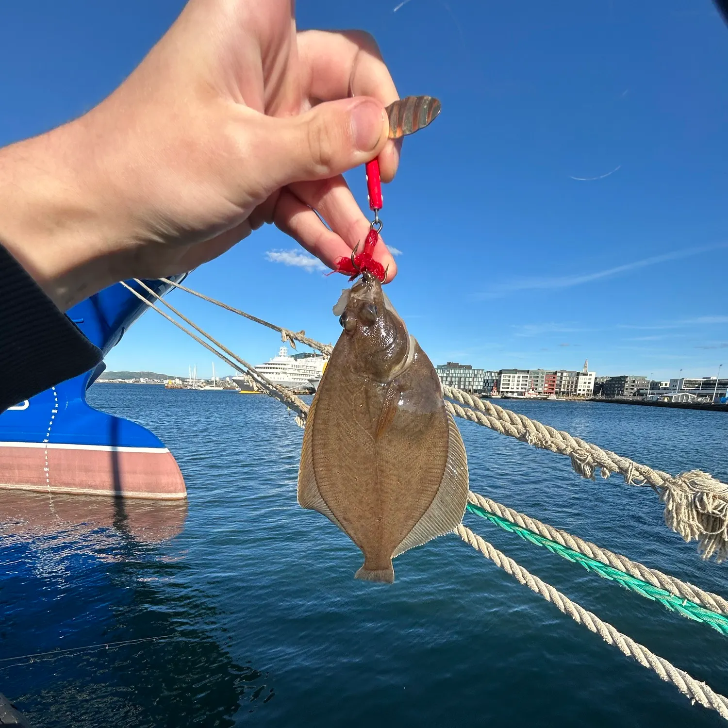 The most recent European flounder catches on Fishbrain
