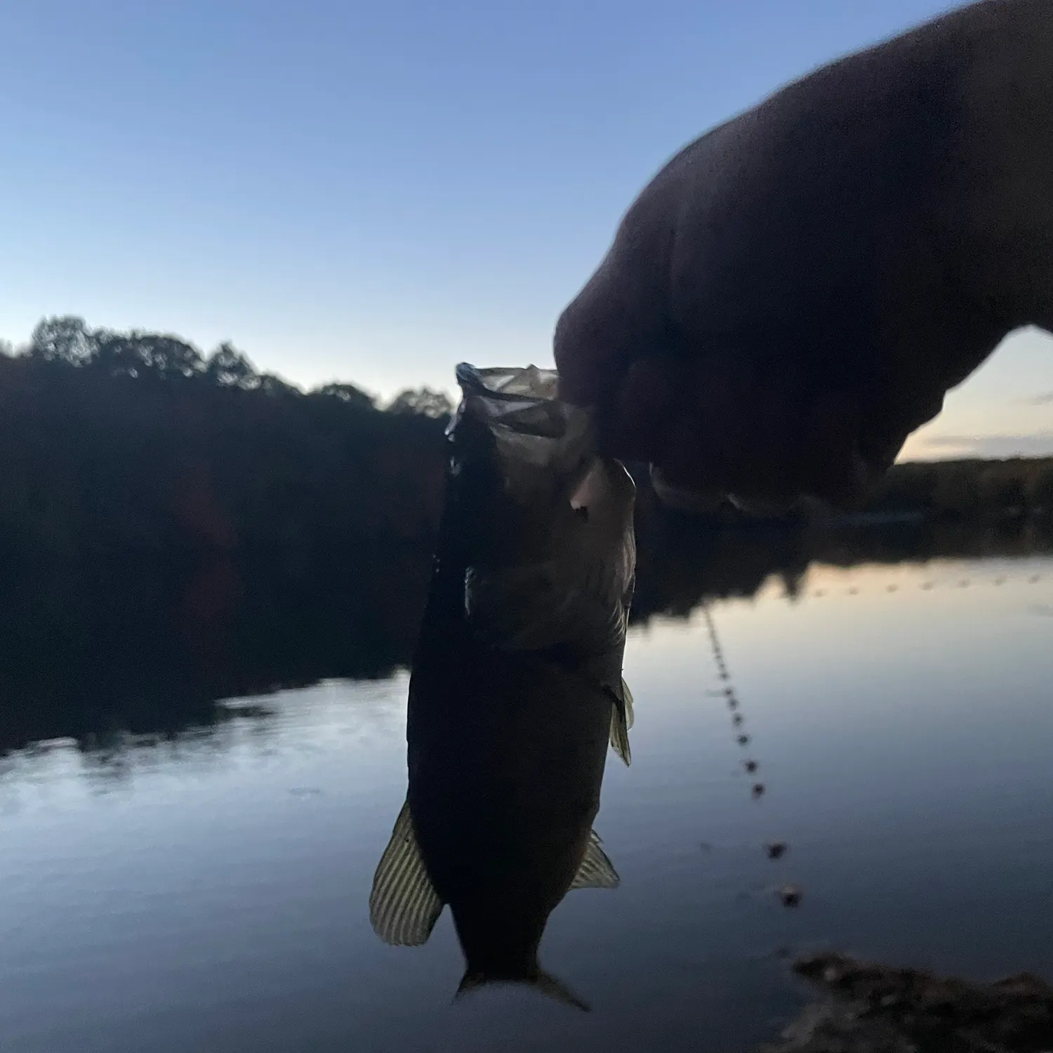 Largemouth bass caught on Fishbrain
