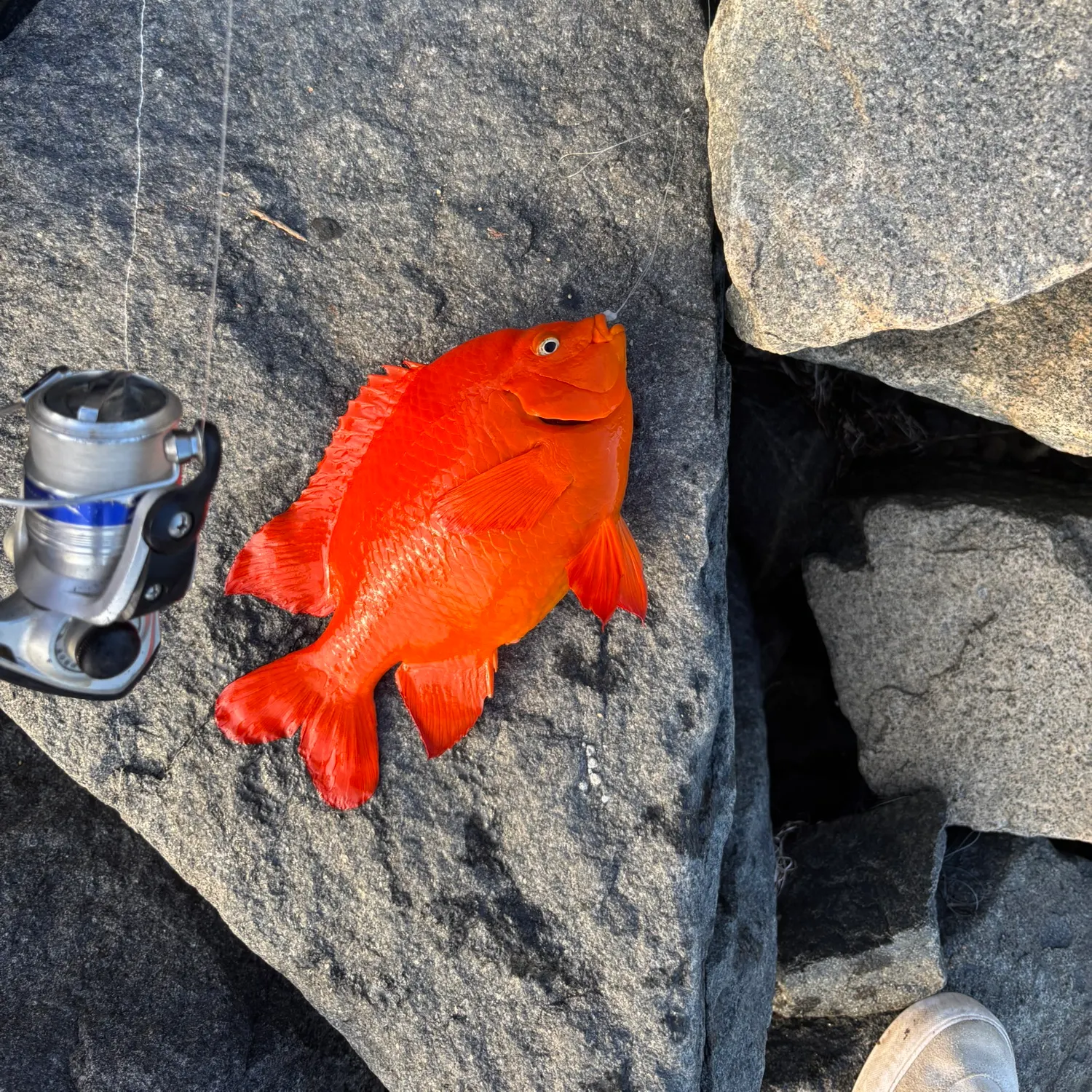 The most recent Garibaldi damselfish catches on Fishbrain