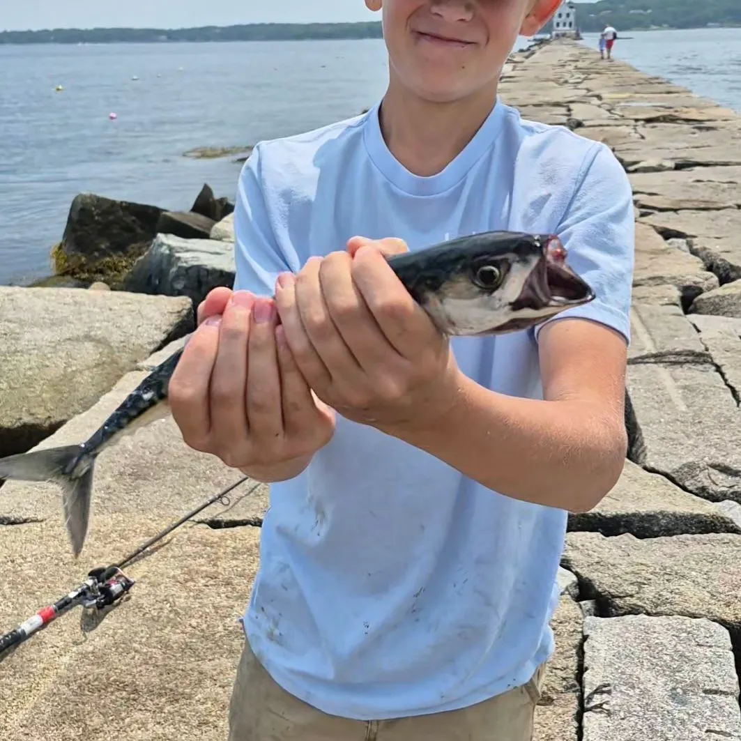 Atlantic mackerel caught on Fishbrain