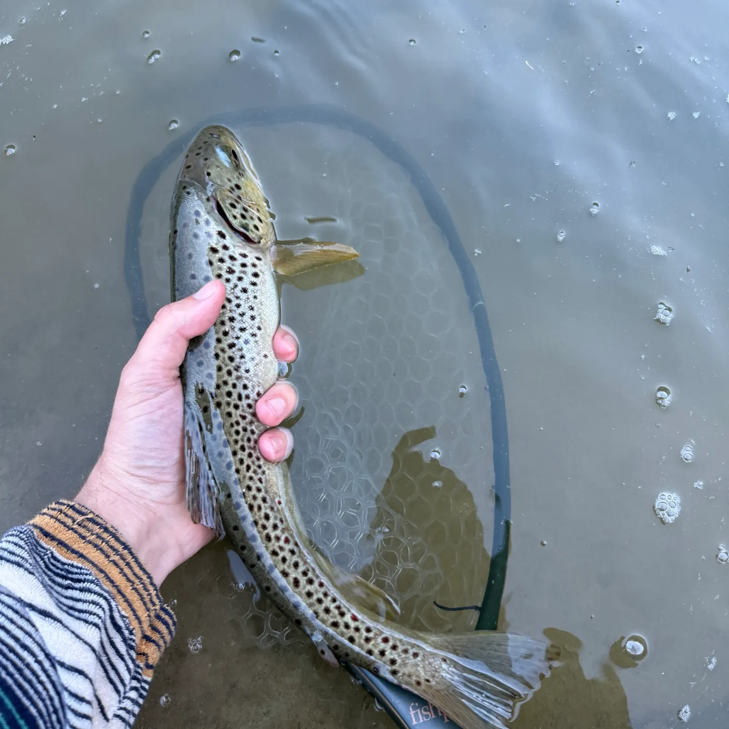 Brown trout caught on Fishbrain
