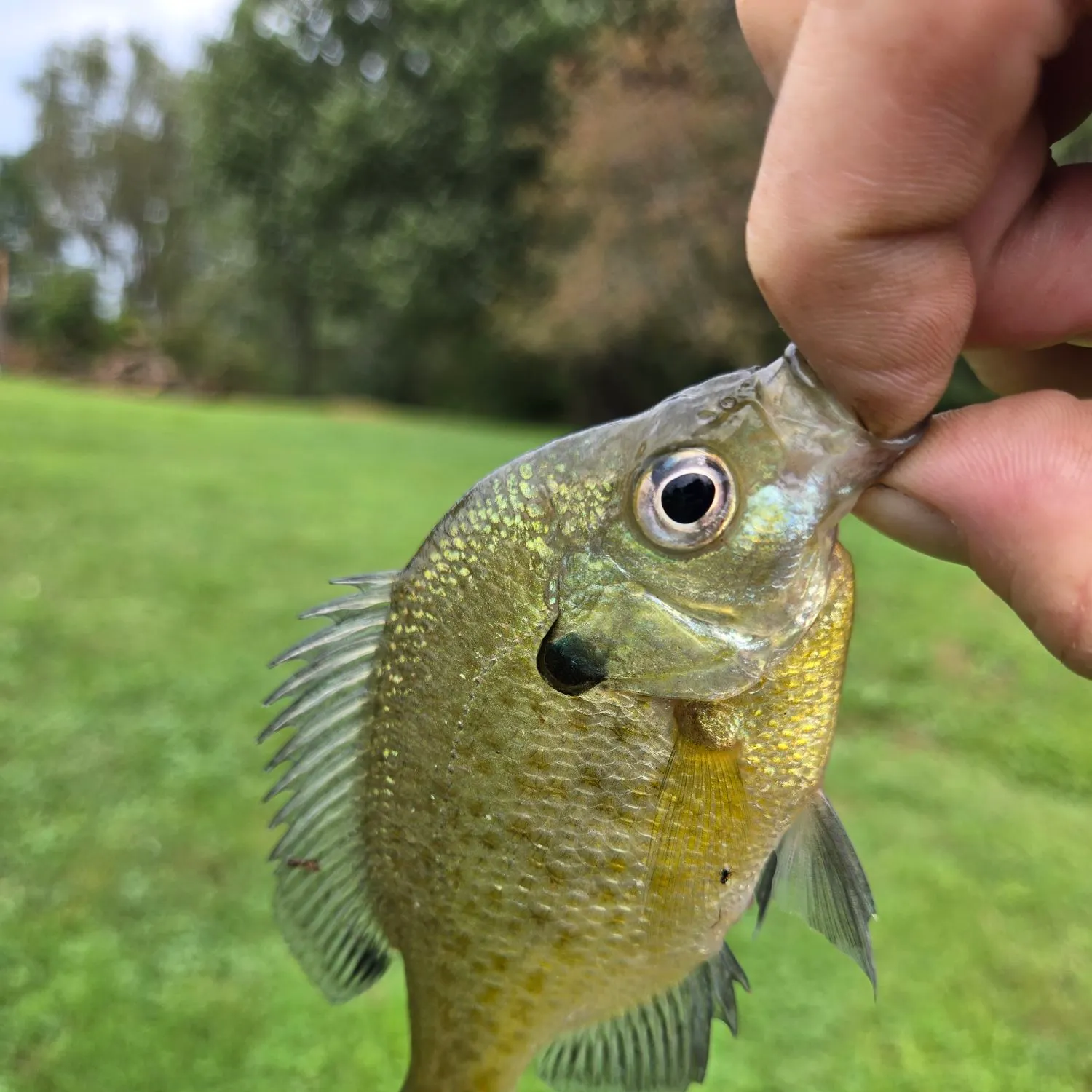 Bluegill caught on Fishbrain