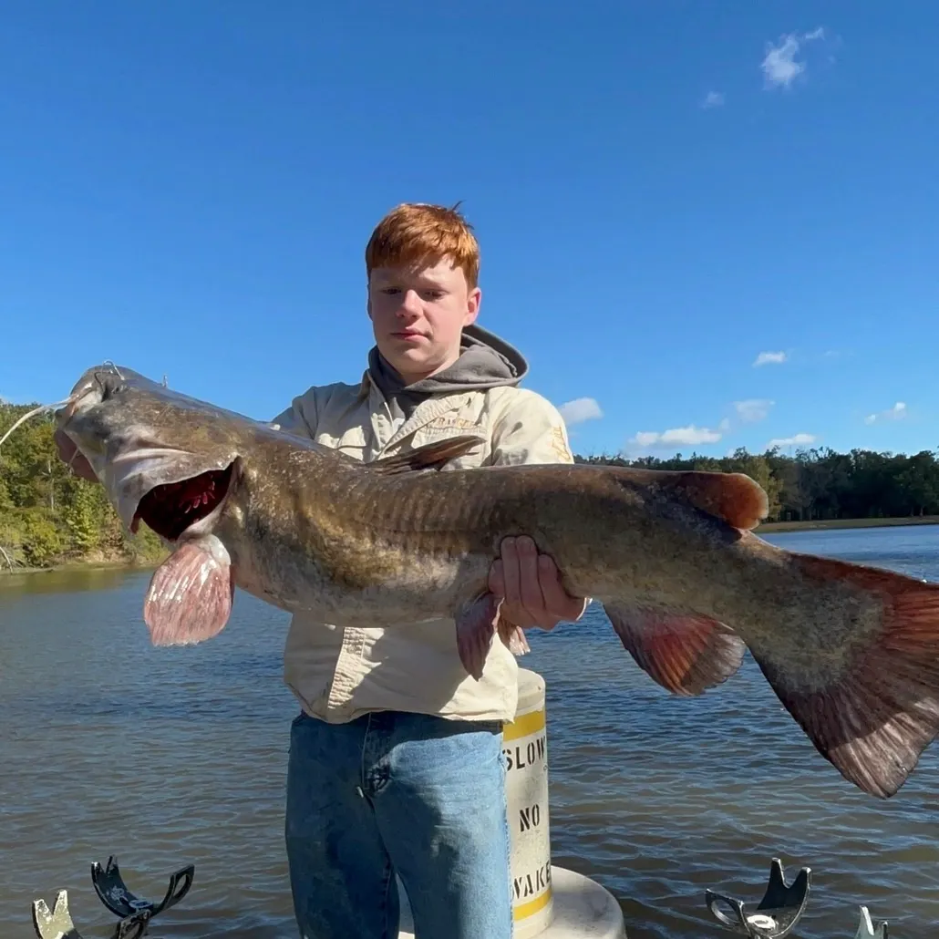 Flathead catfish caught on Fishbrain