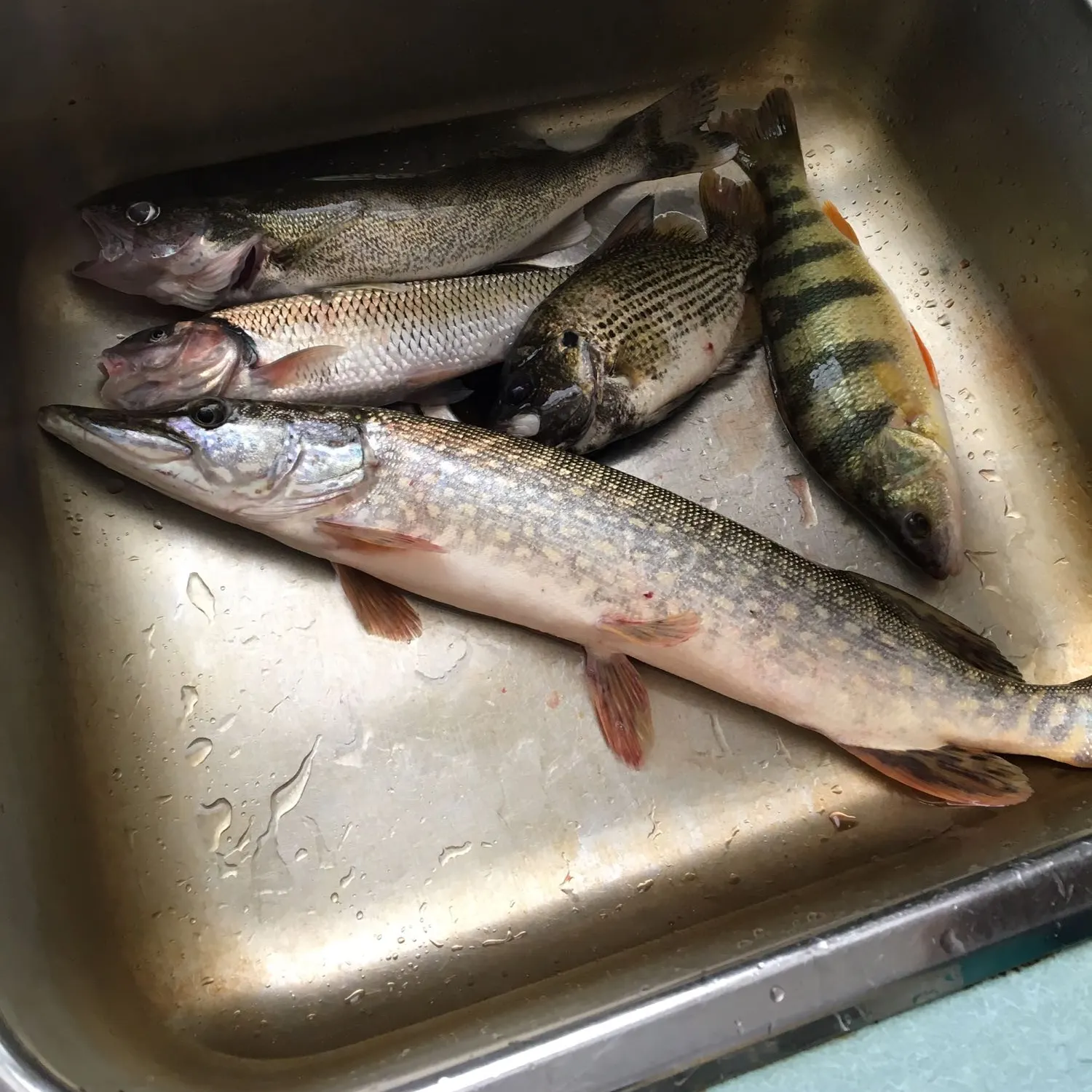 recently logged catches