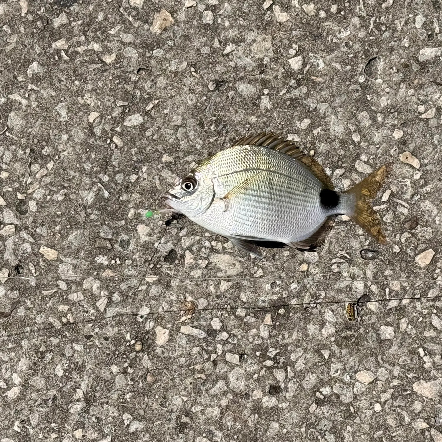 The most recent Spottail seabream catches on Fishbrain