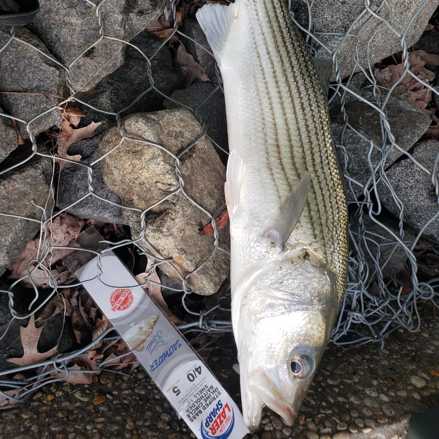 Striped bass caught on Fishbrain