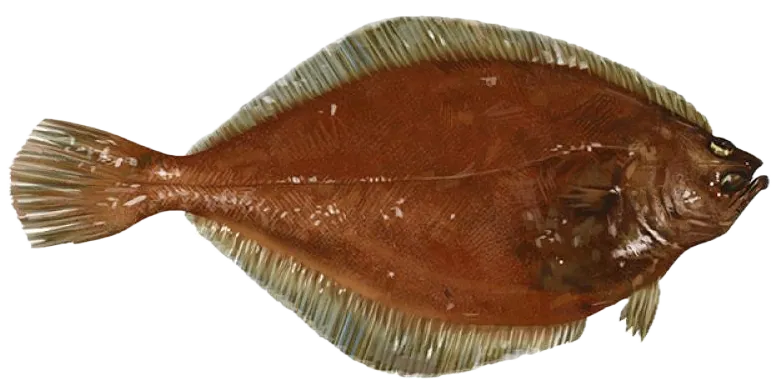 American plaice