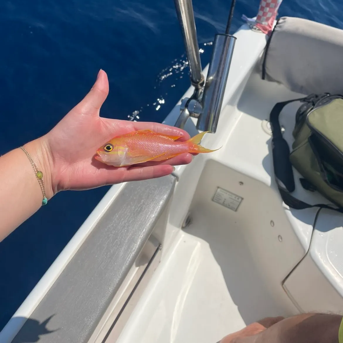 The most recent Swallowtail seaperch catches on Fishbrain