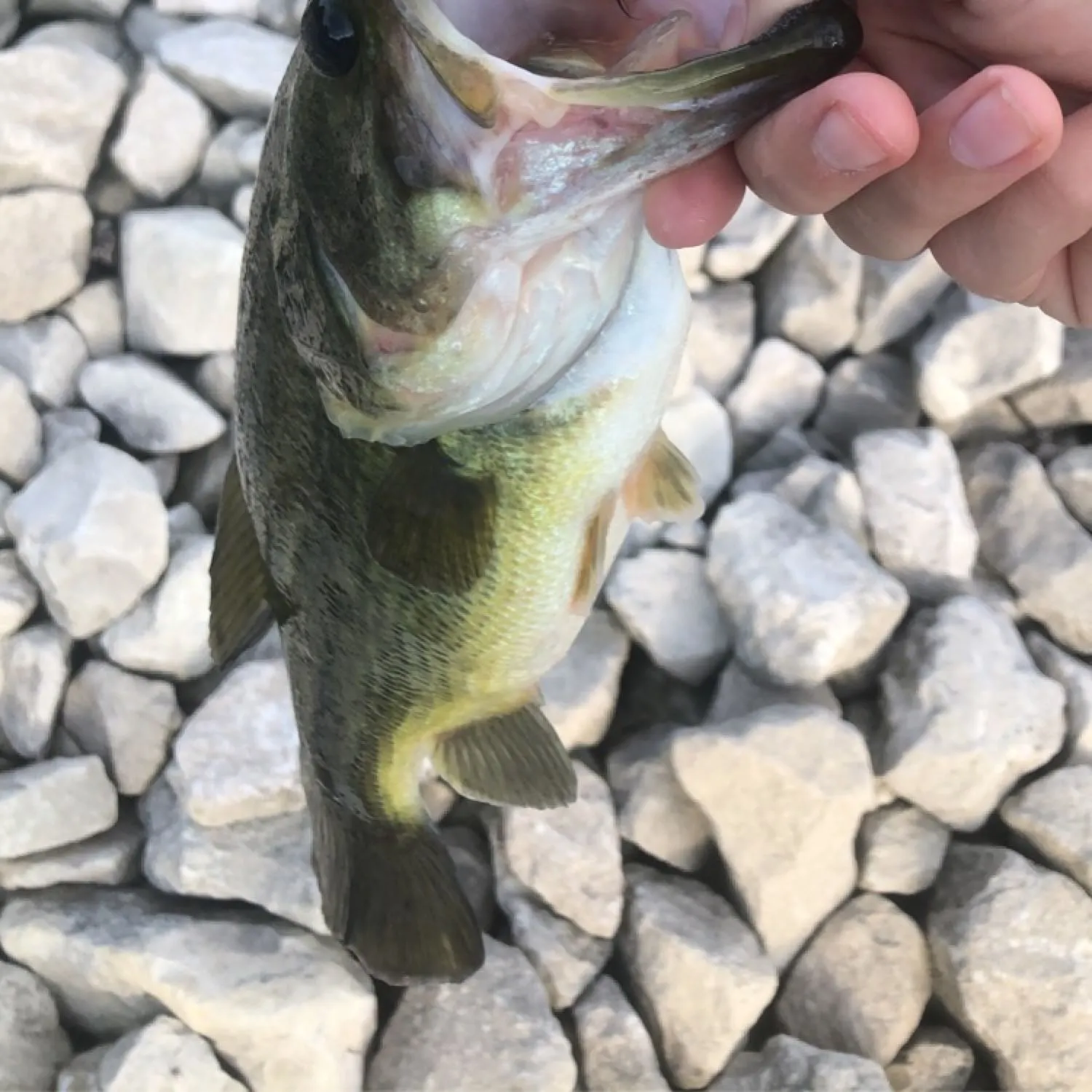 angler catch