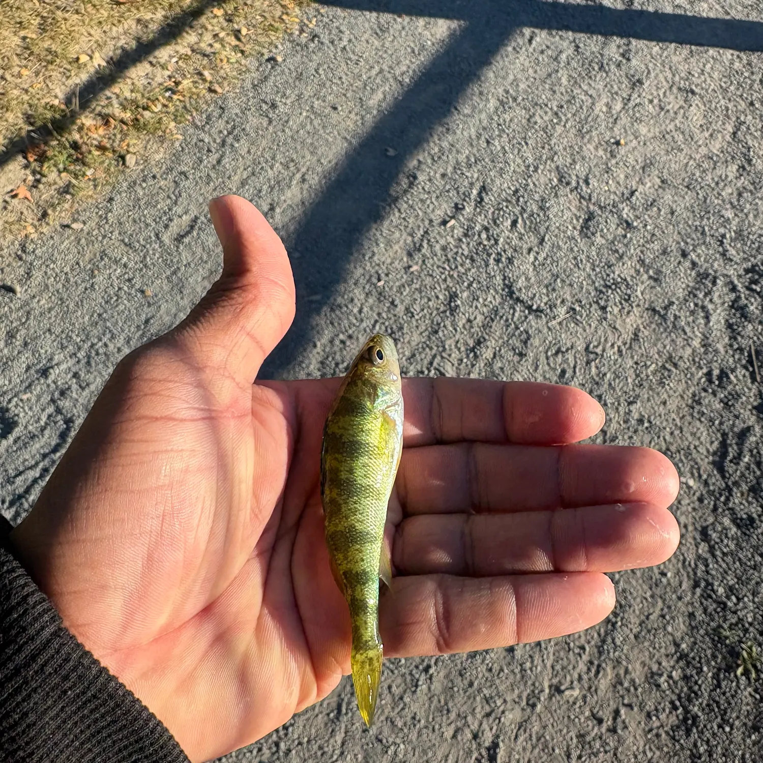 Yellow perch caught on Fishbrain