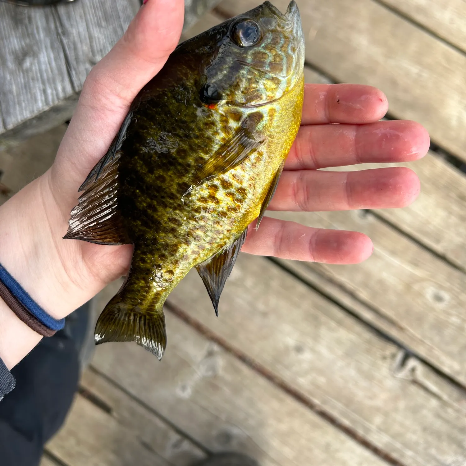 angler catch
