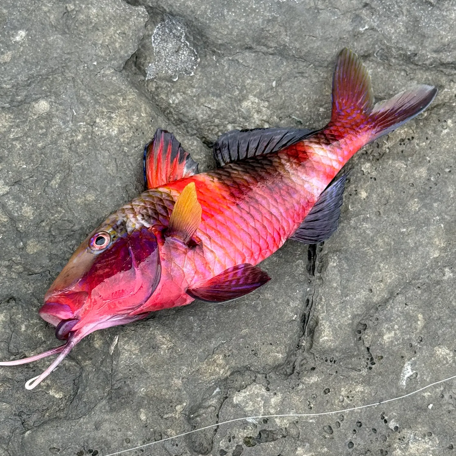 recently logged catches