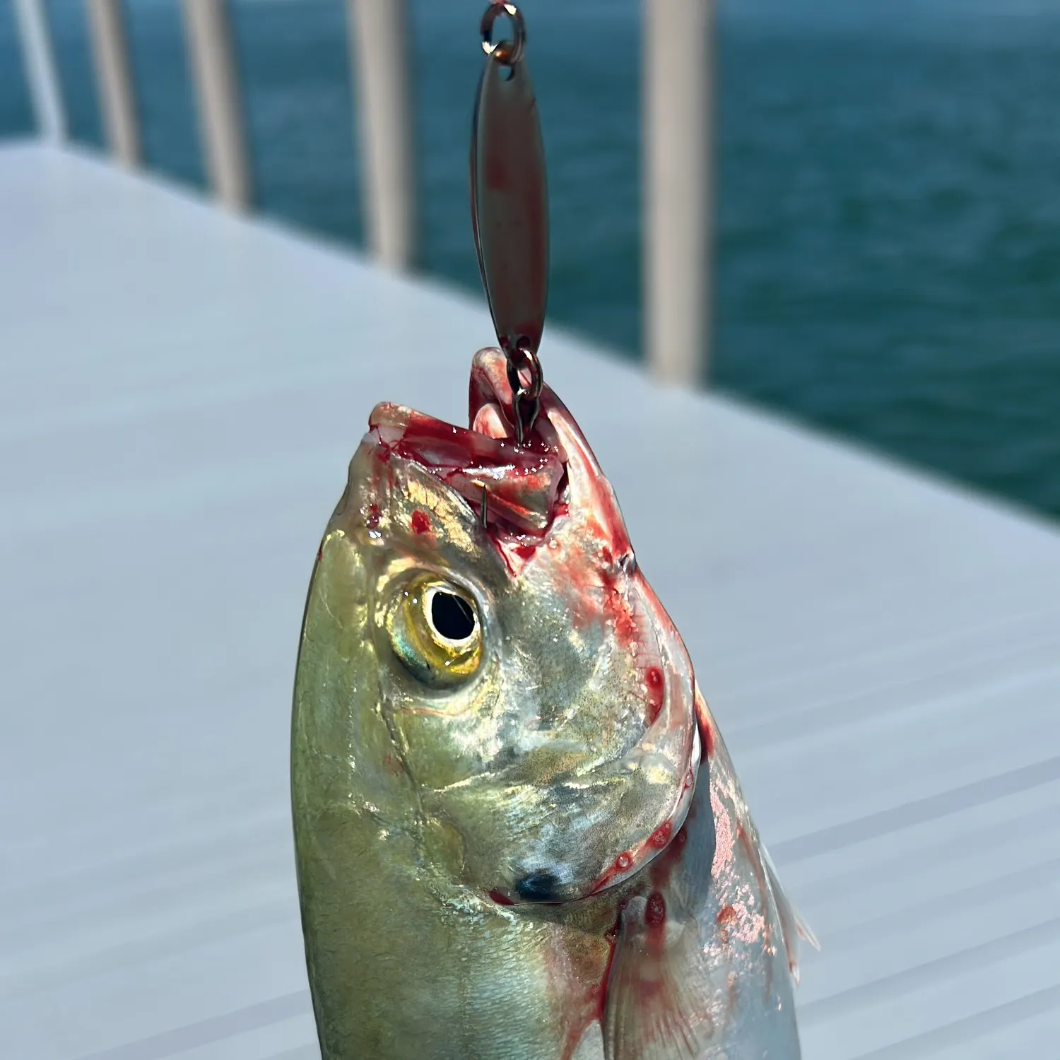 Blue runner caught on Fishbrain