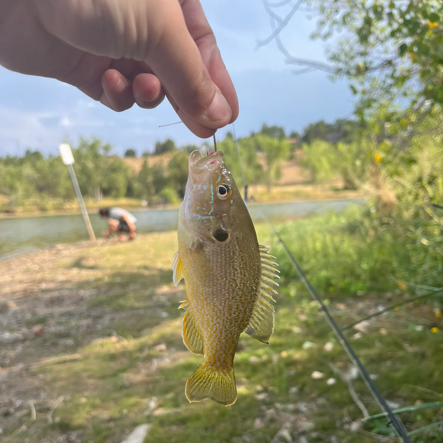 Green sunfish caught on Fishbrain