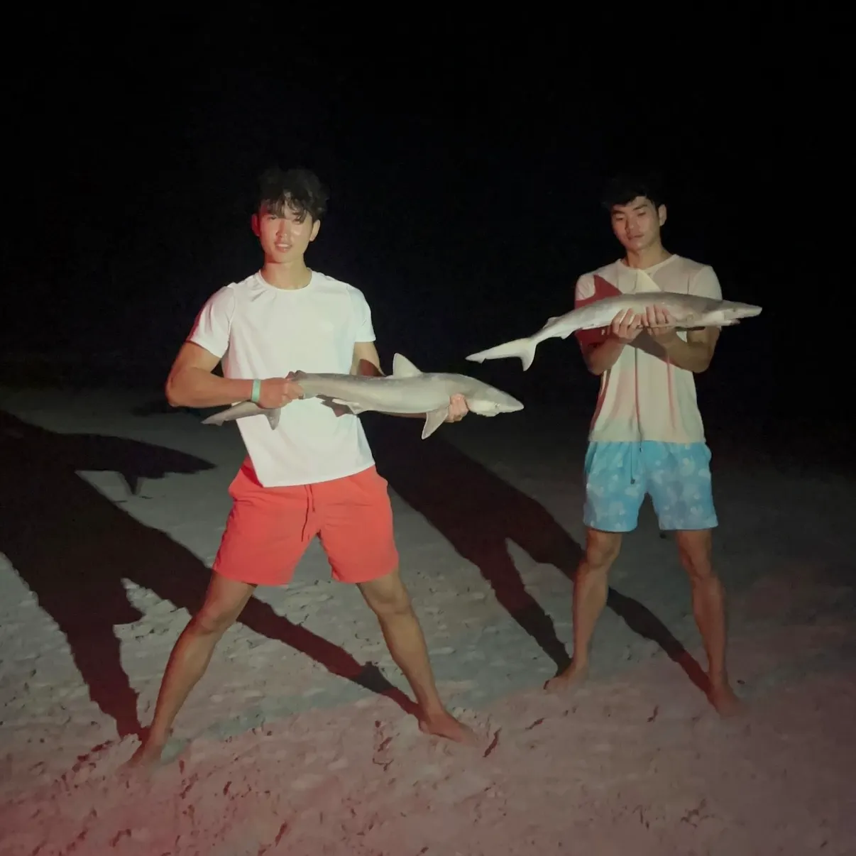 The most recent Atlantic sharpnose shark catches on Fishbrain