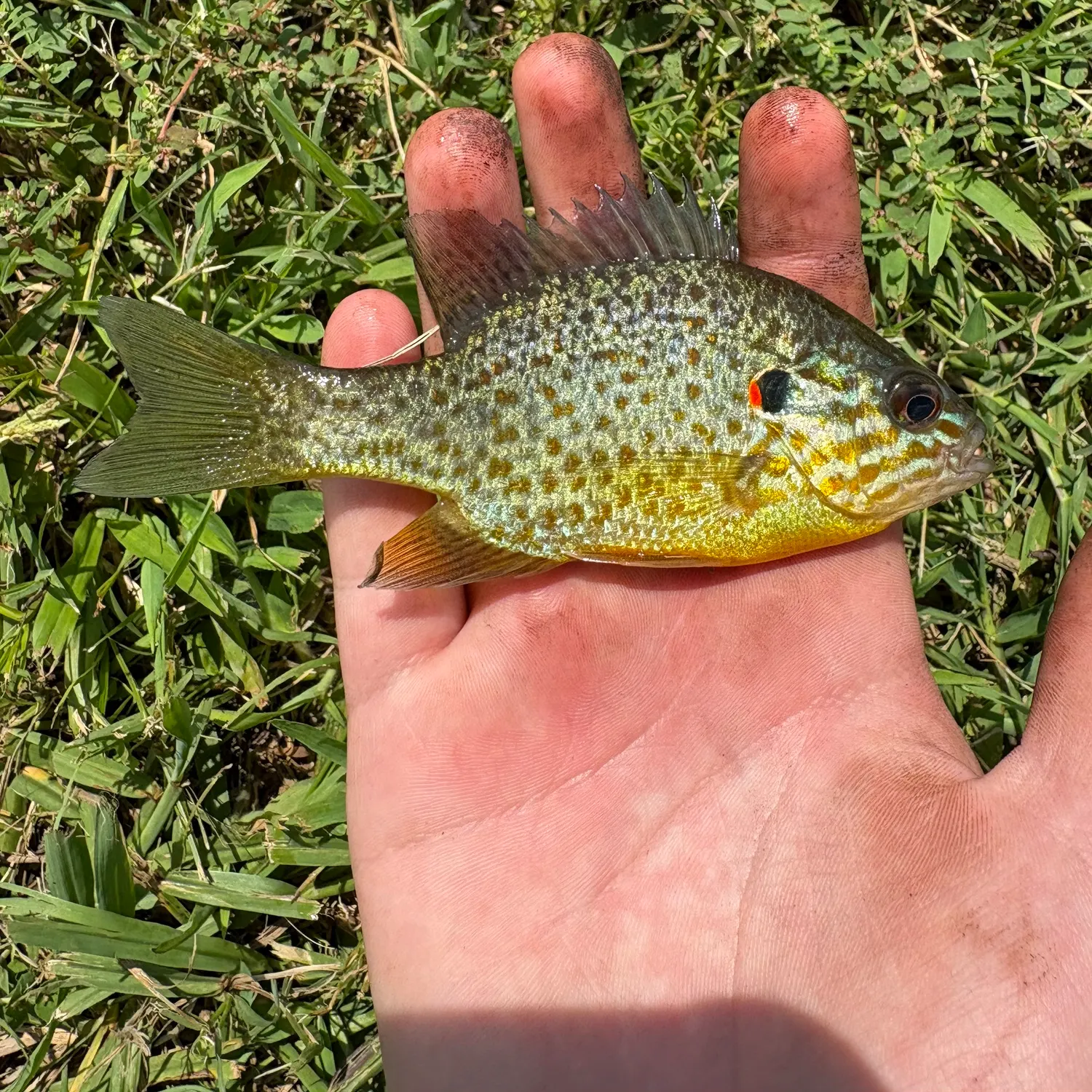 The most recent Pumpkinseed catches on Fishbrain