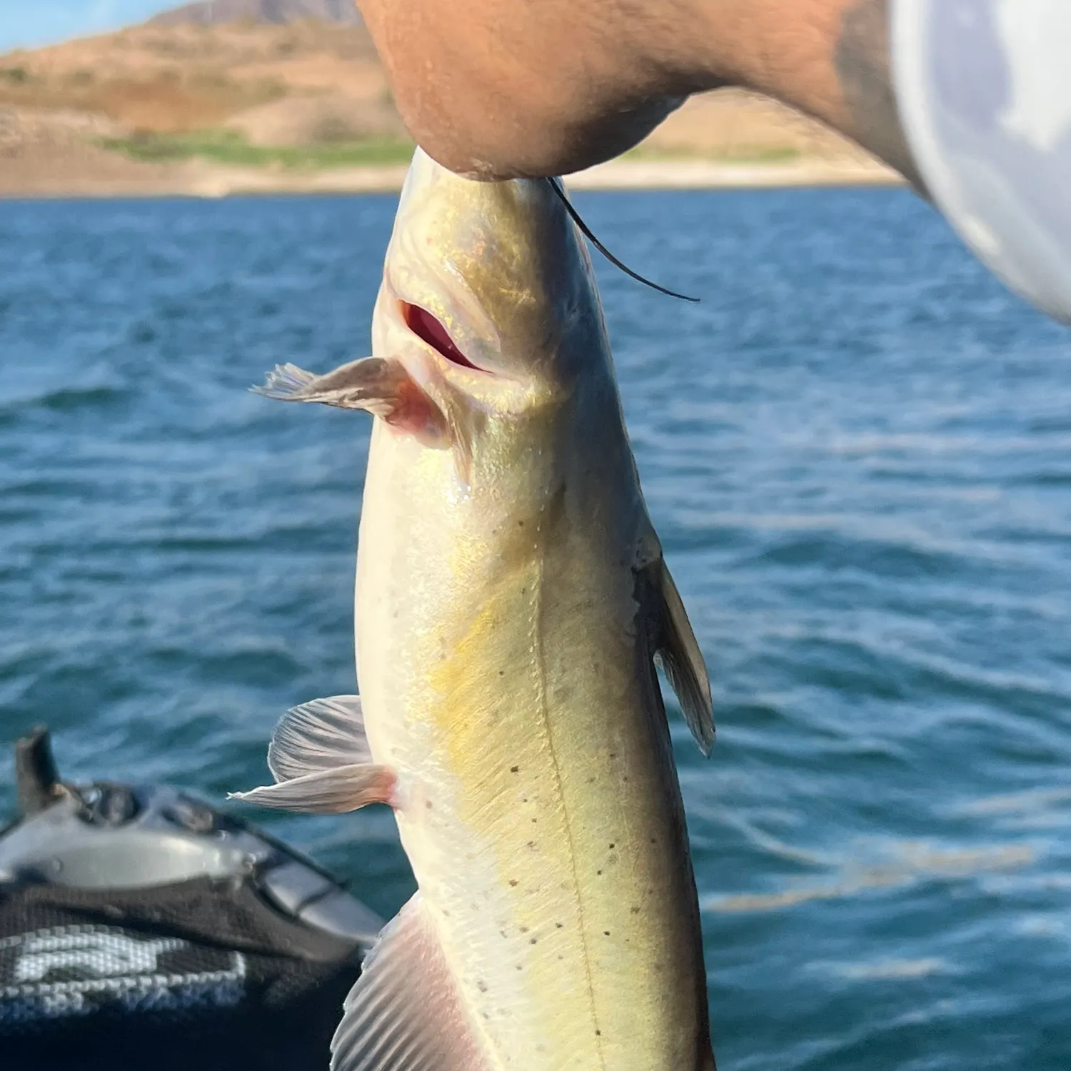 Channel catfish caught on Fishbrain