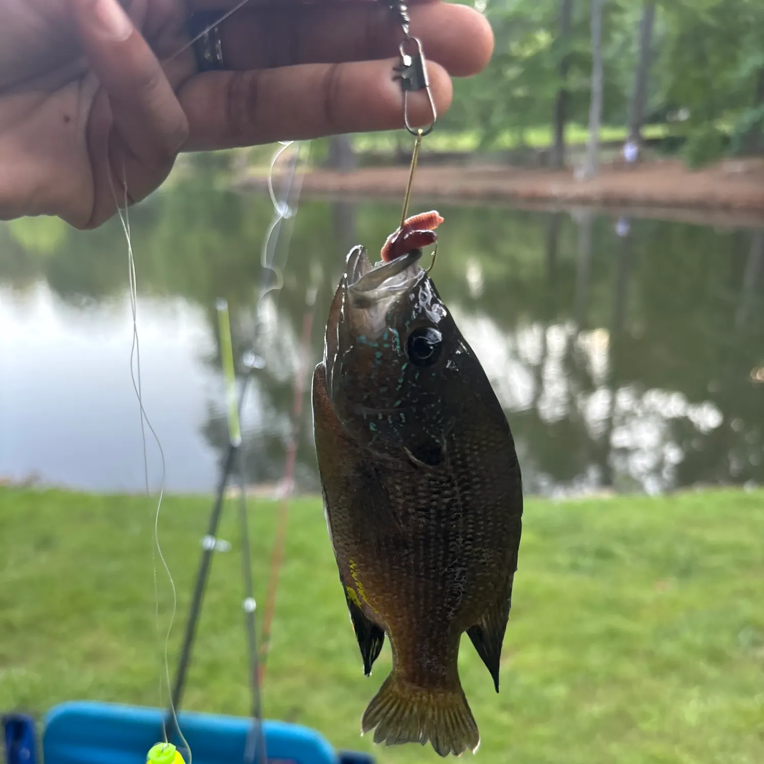 catch