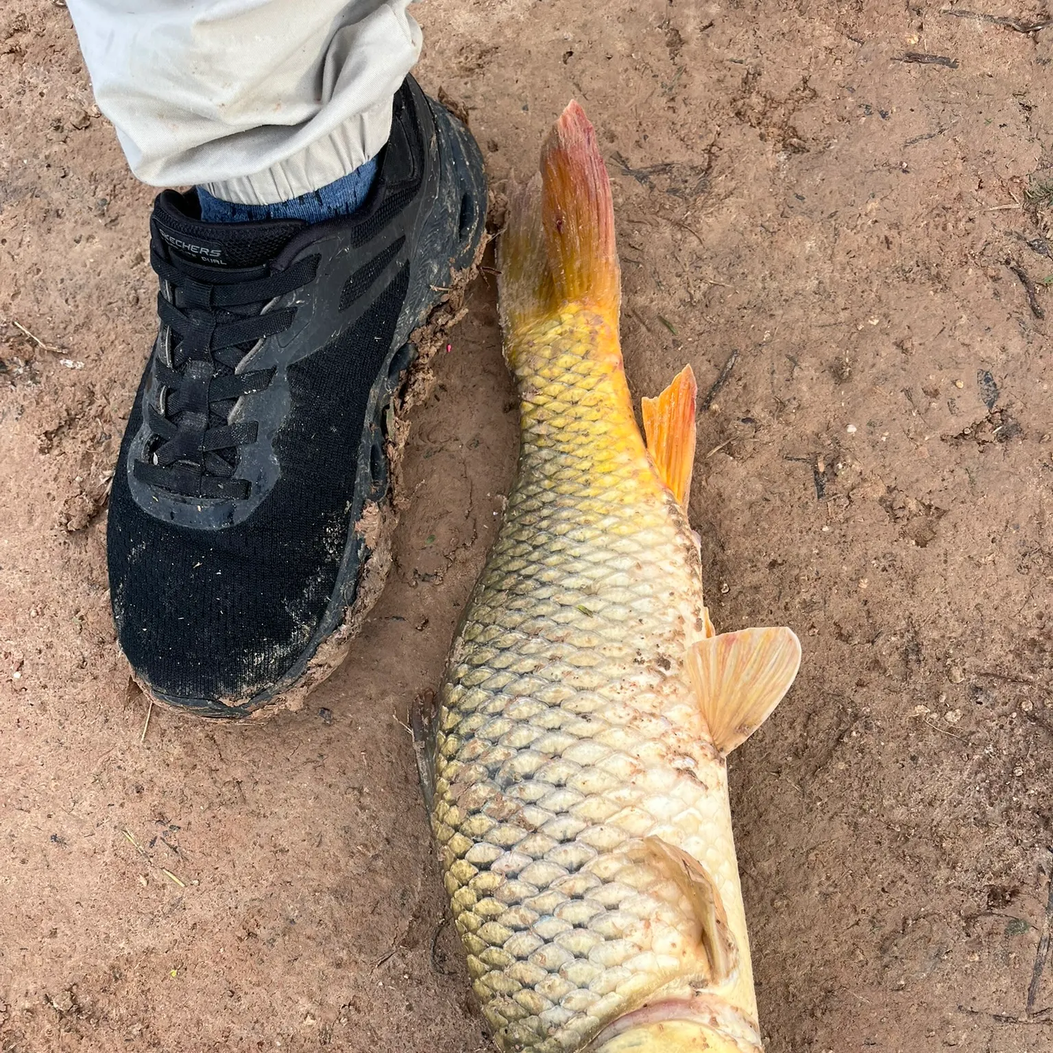 Common carp caught on Fishbrain