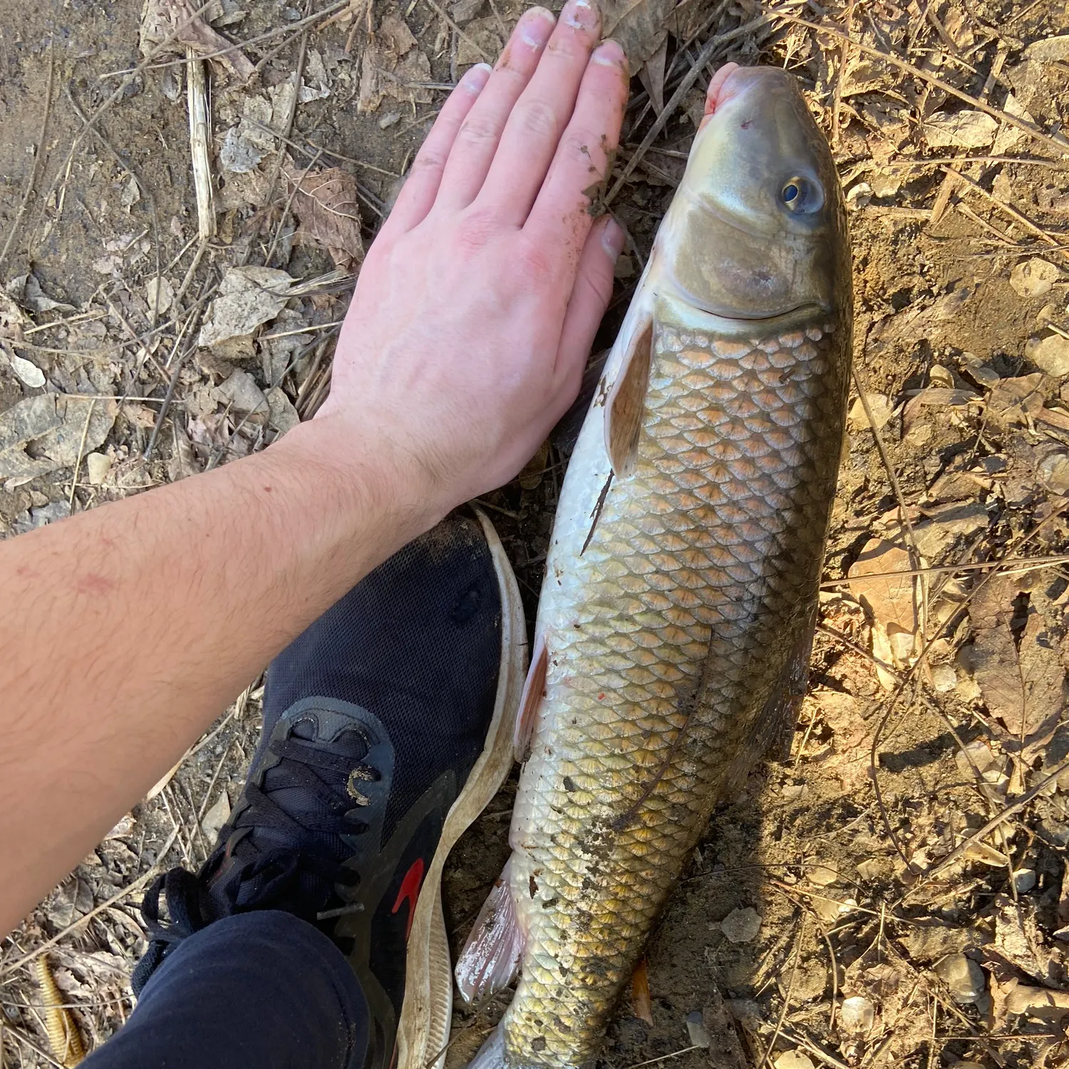 The most recent Silver redhorse catches on Fishbrain