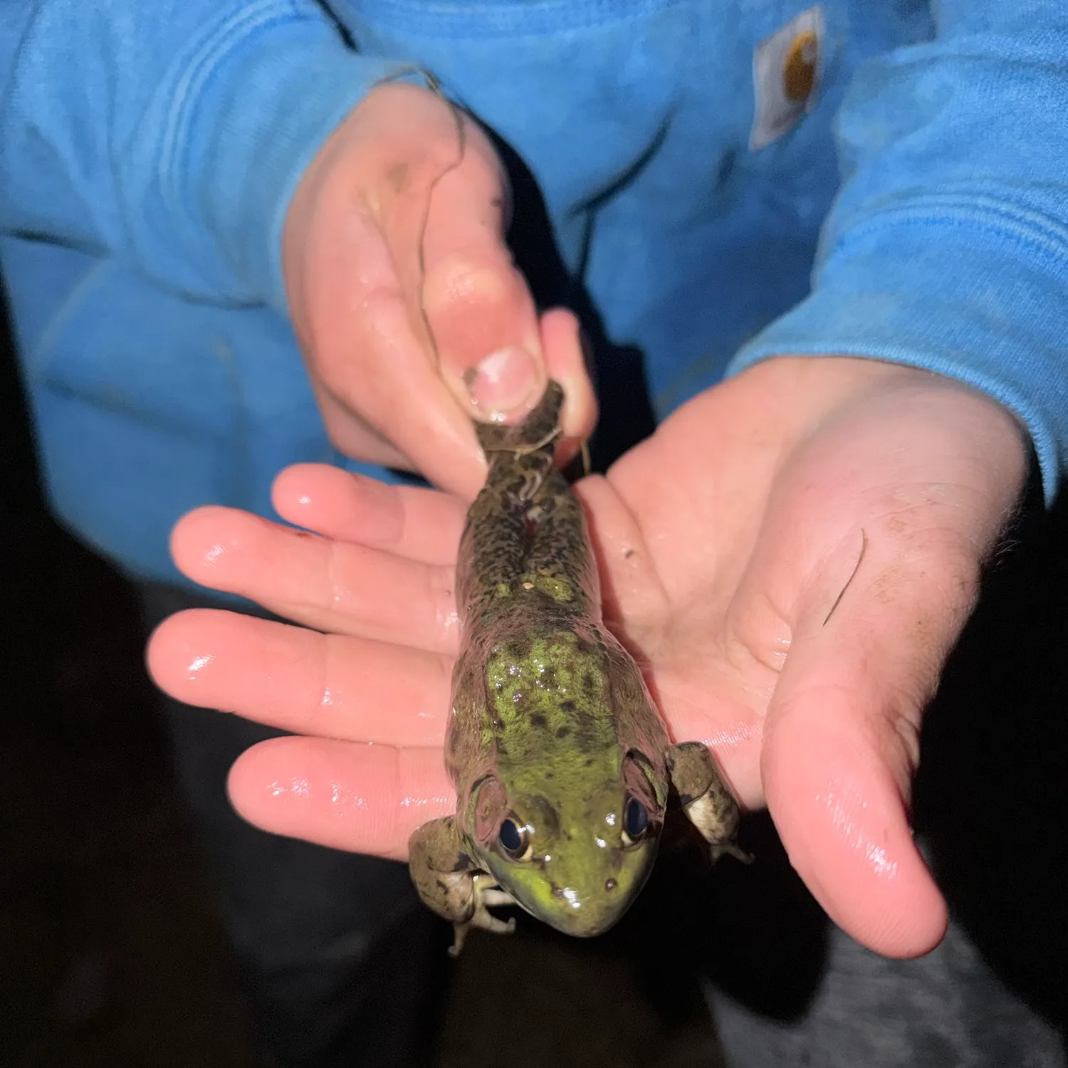 The most recent Green frog catches on Fishbrain