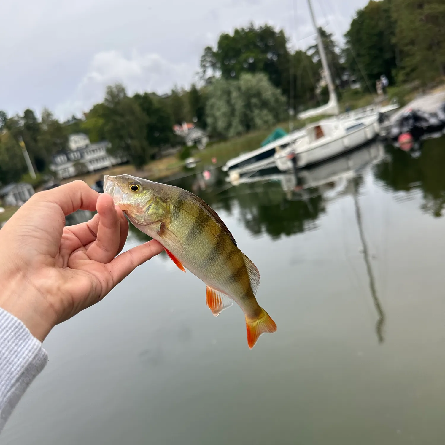 European perch caught on Fishbrain