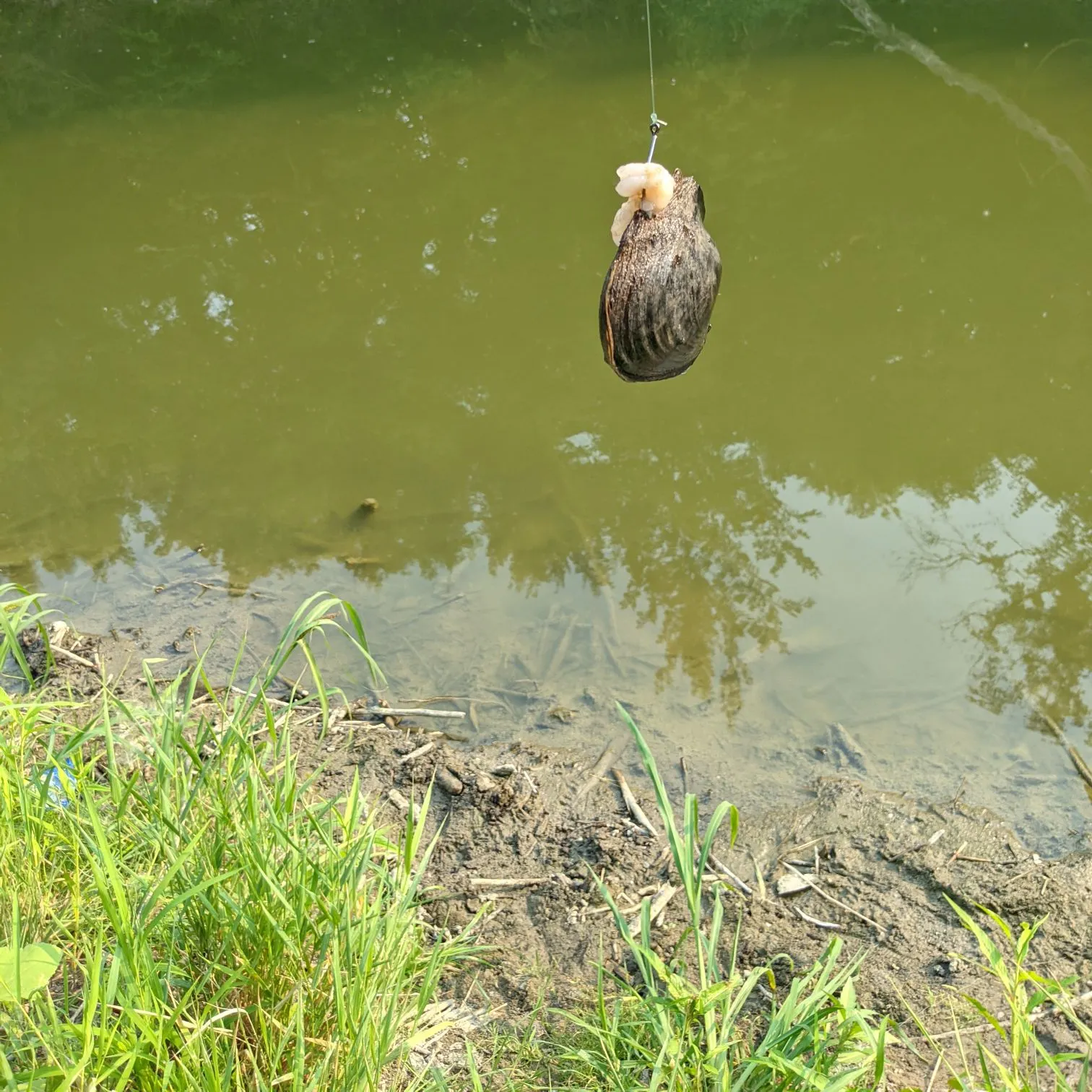 The most recent Asian clam catches on Fishbrain