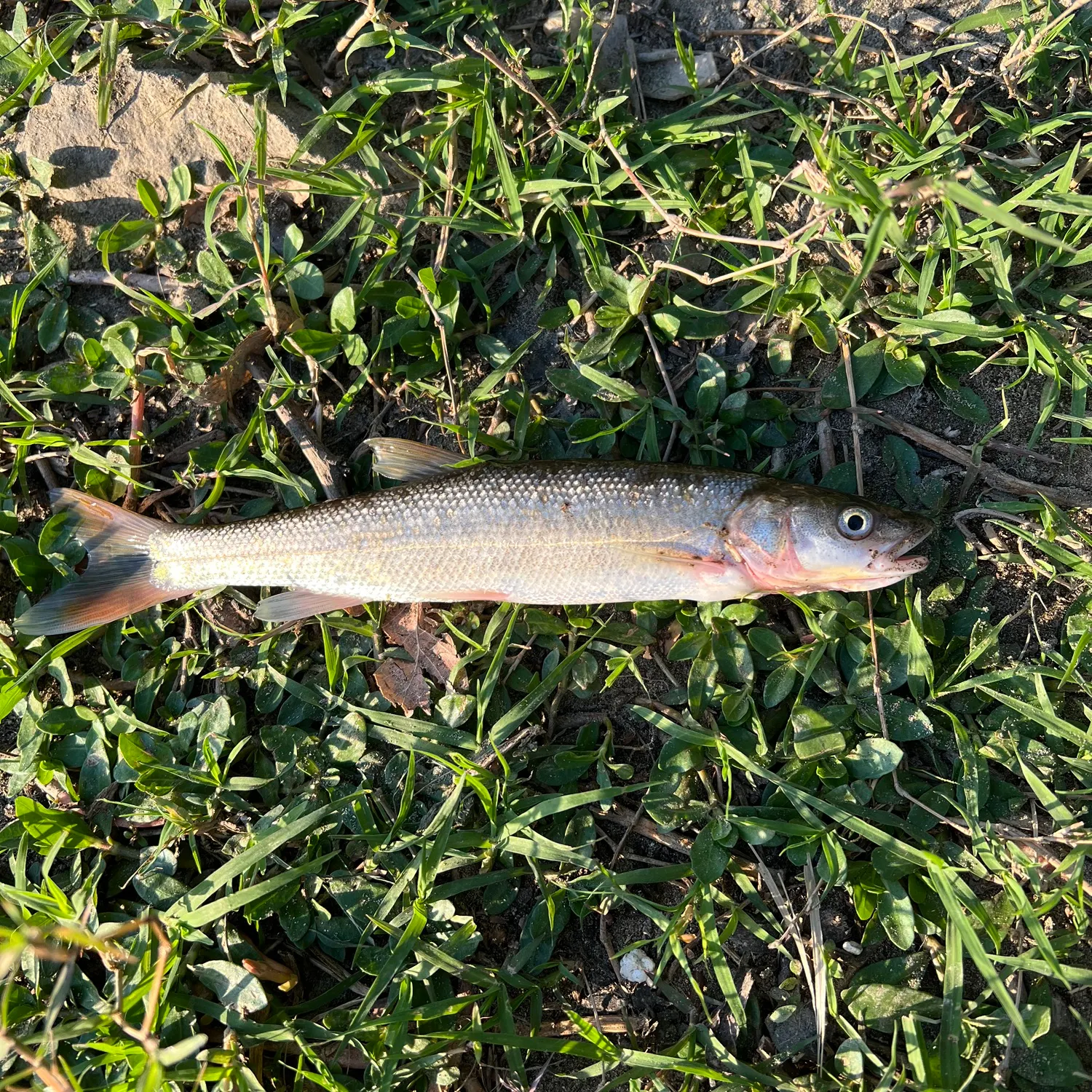 angler catch