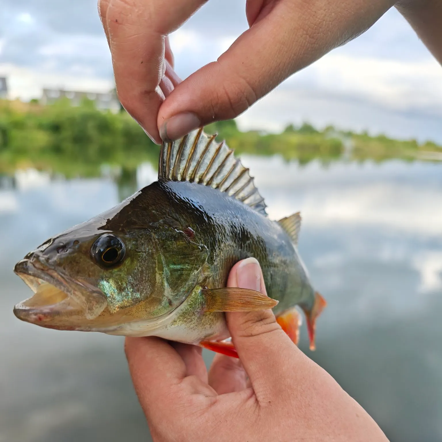 European perch caught on Fishbrain