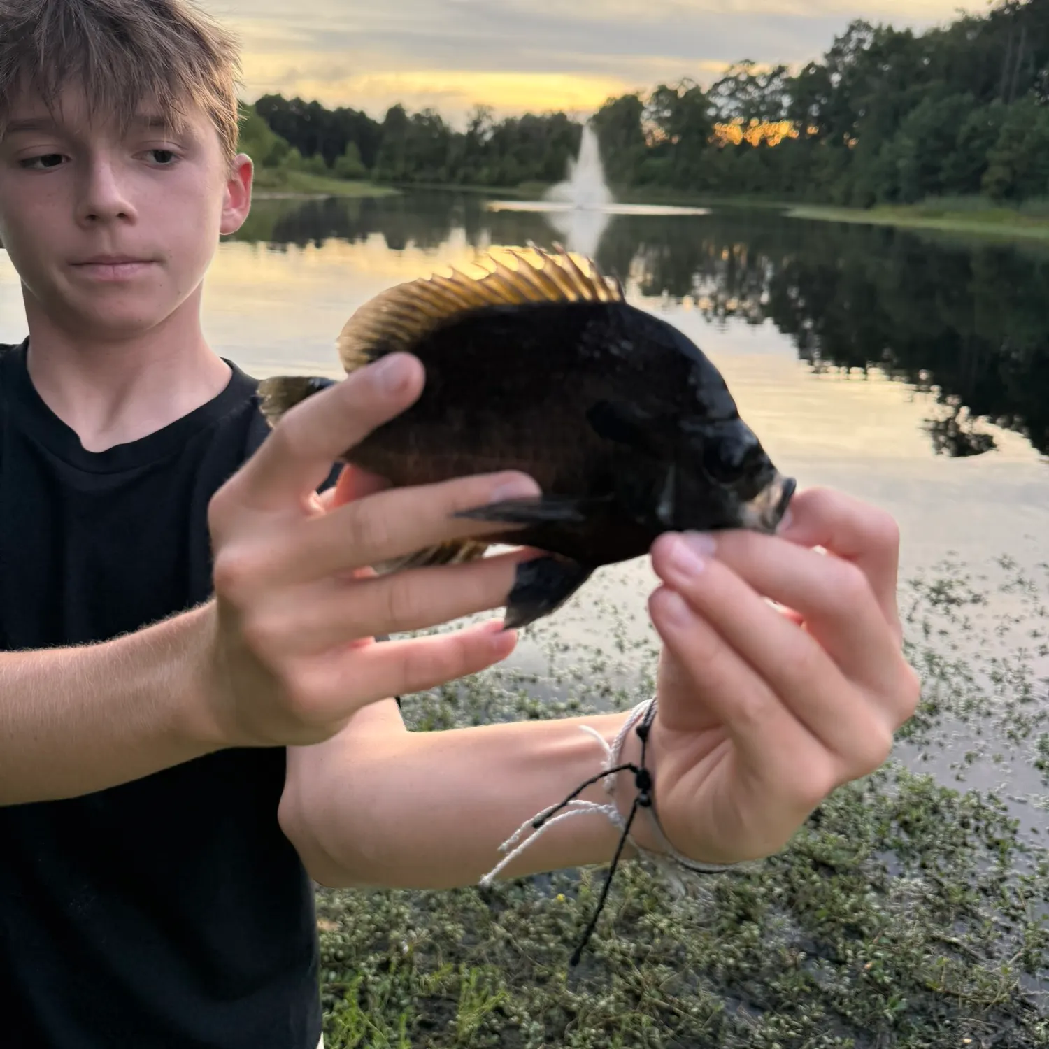 The most recent Redear x bluegill catches on Fishbrain