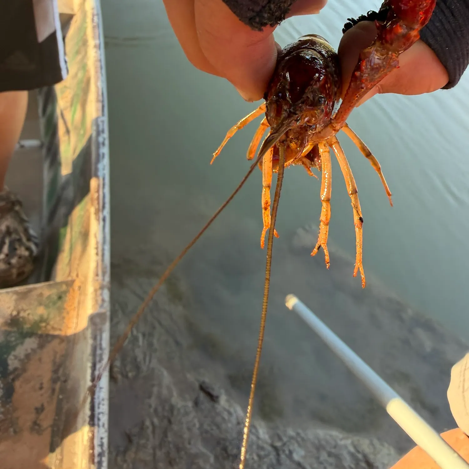 The most recent Red swamp crayfish catches on Fishbrain