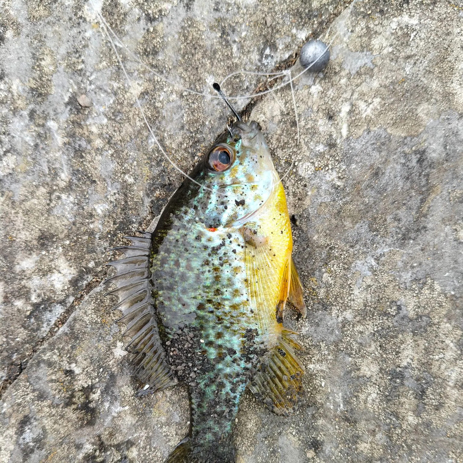 Pumpkinseed caught on Fishbrain