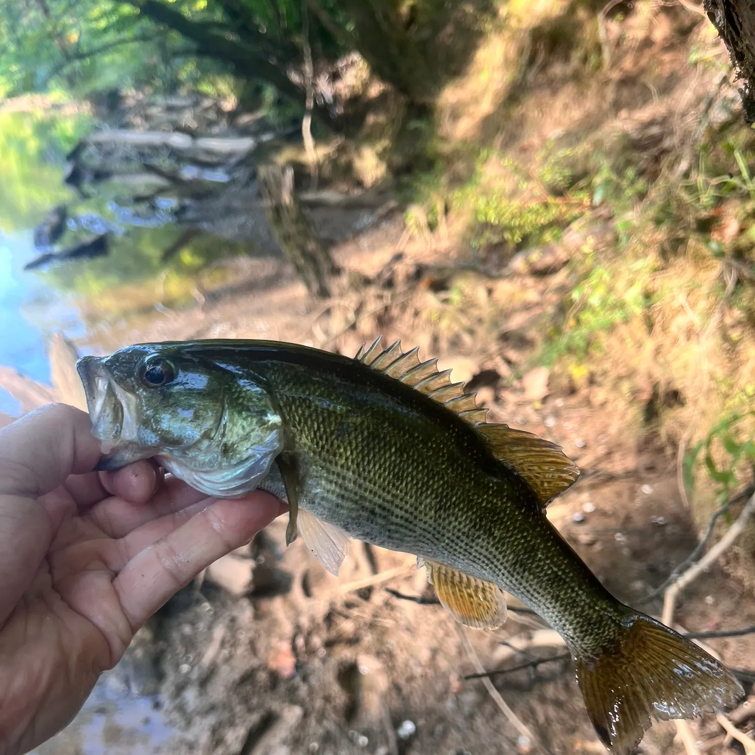 Redeye bass caught on Fishbrain