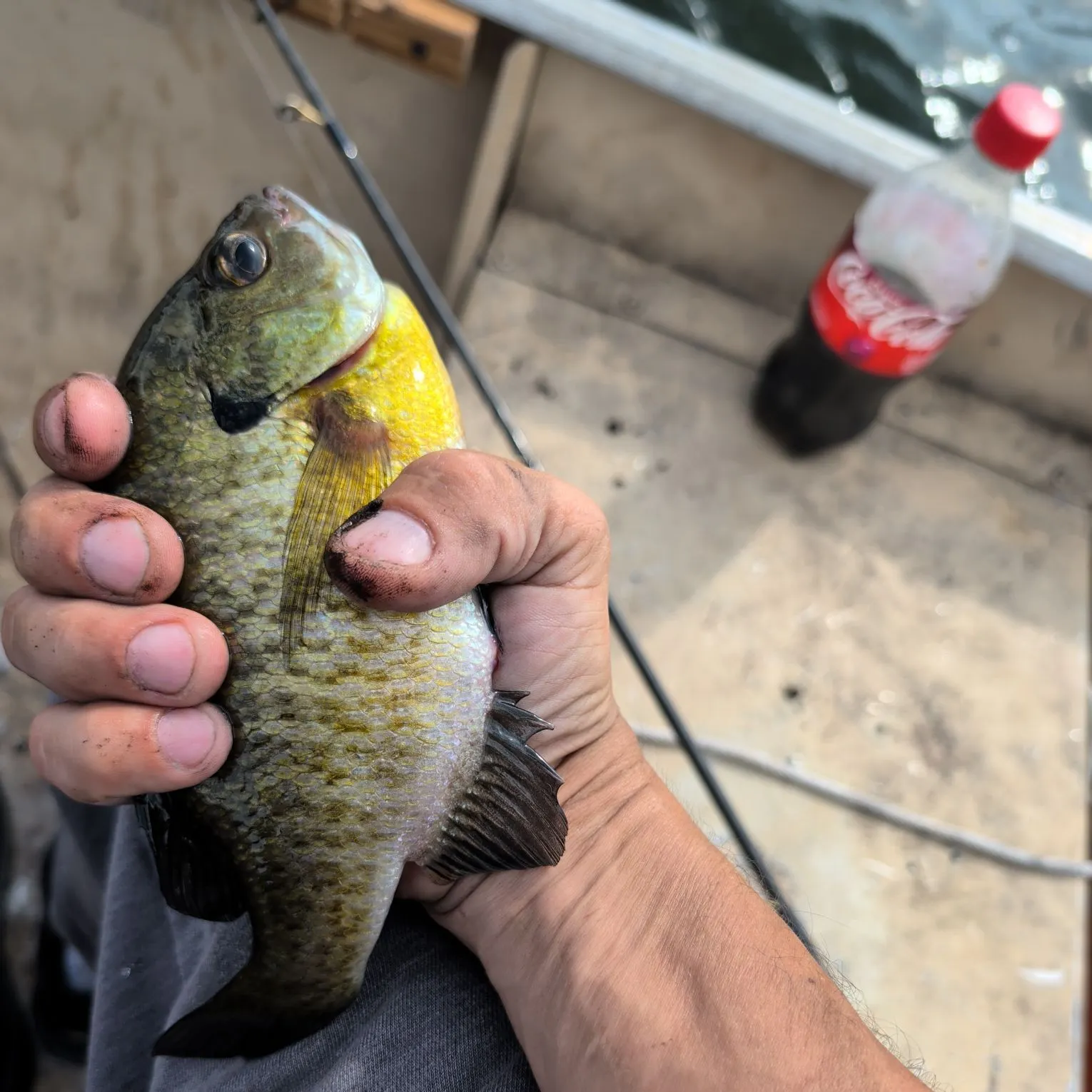 Bluegill caught on Fishbrain