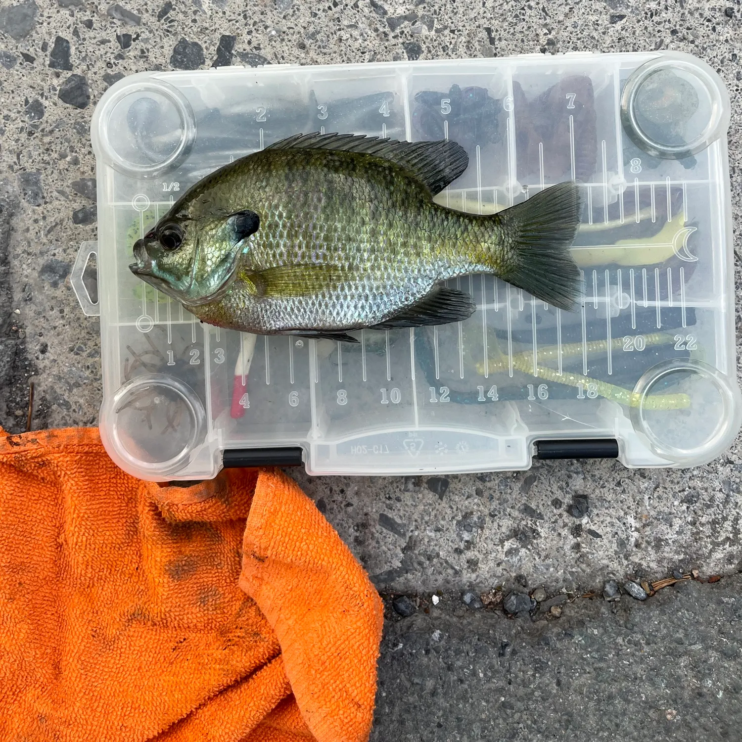 catch