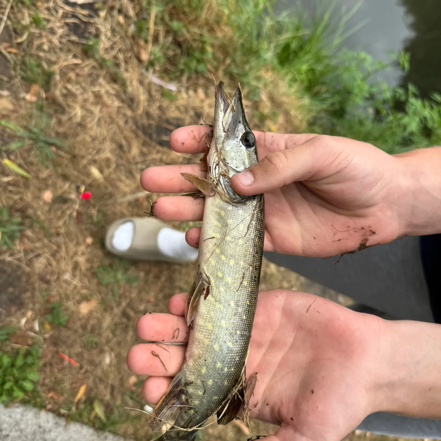 Northern pike caught on Fishbrain