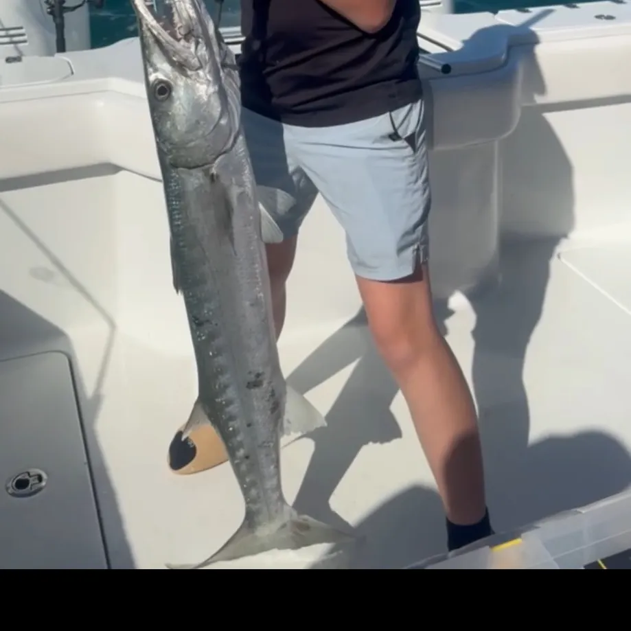 The most recent Great barracuda catches on Fishbrain