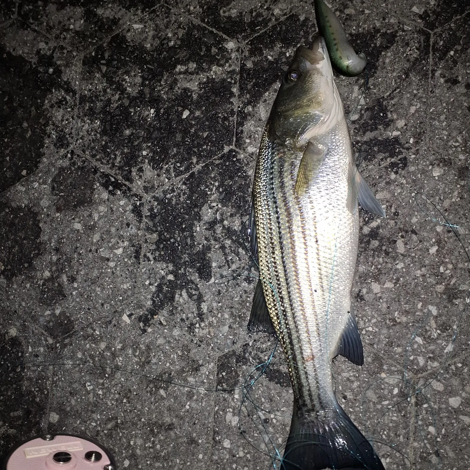 Striped bass caught on Fishbrain