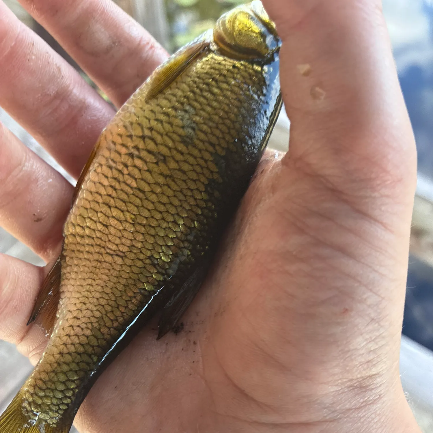 Golden shiner caught on Fishbrain