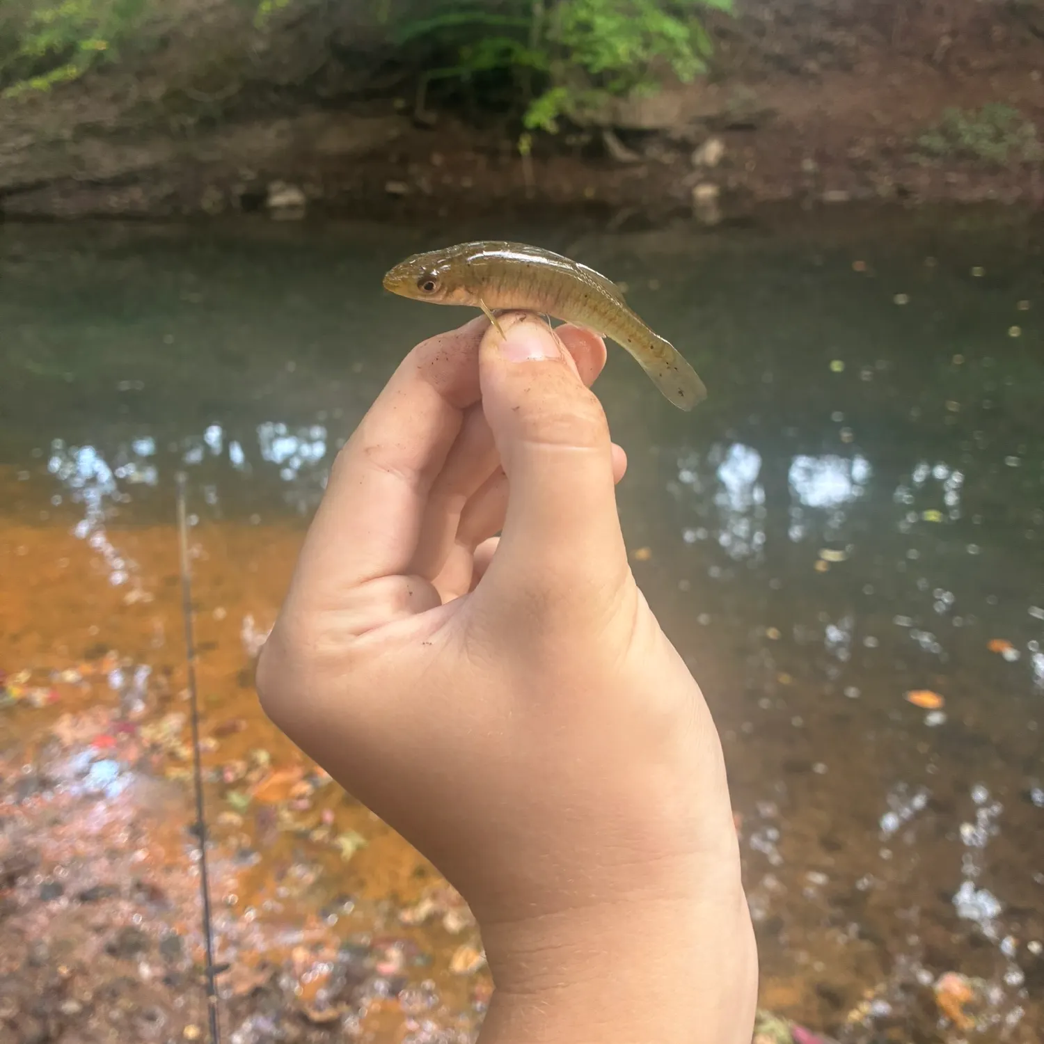 Banded killifish caught on Fishbrain