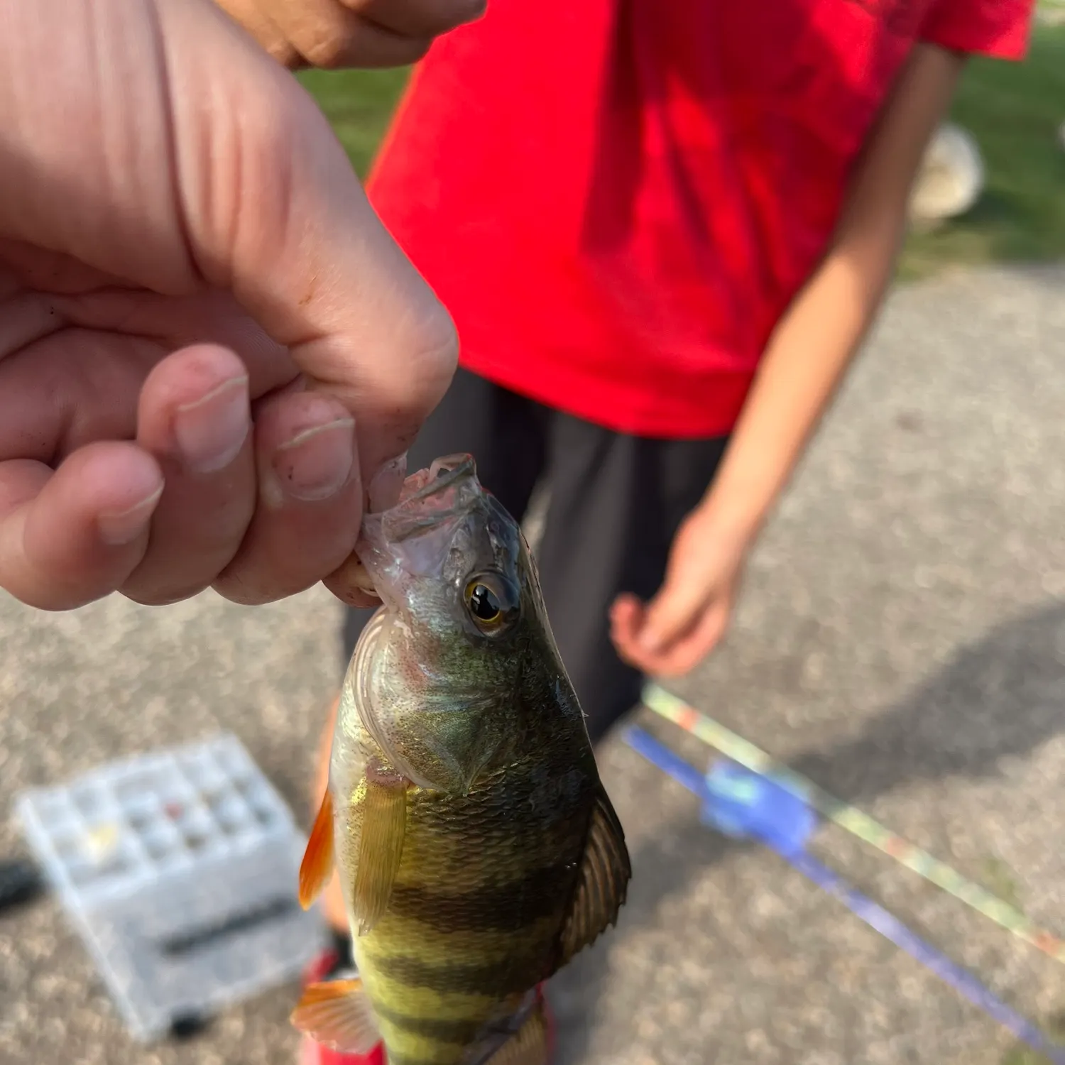 Yellow perch caught on Fishbrain