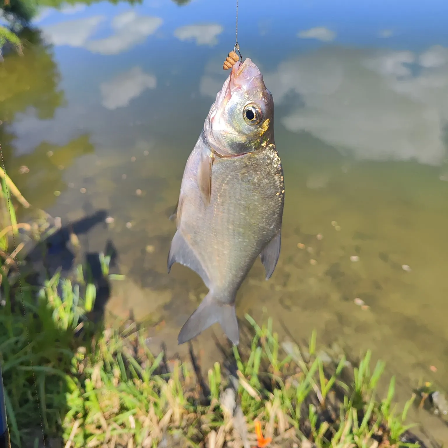 Common bream caught on Fishbrain